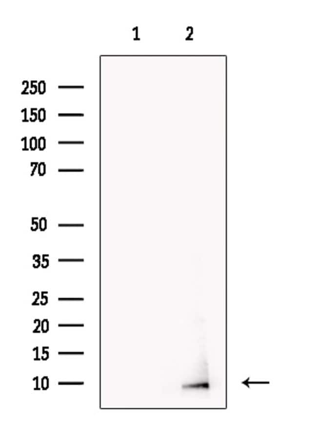 Invitrogen NNAT Polyclonal Antibody 100 μL | Buy Online