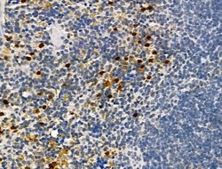 Invitrogen Neutrophil elastase Polyclonal Antibody 100 &mu;L; Unconjugated:Antibodies,