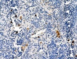Invitrogen Neutrophil elastase Polyclonal Antibody 100 &mu;L; Unconjugated:Antibodies,