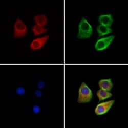 Invitrogen CHRNA7 Polyclonal Antibody 100 &mu;L; Unconjugated:Antibodies,