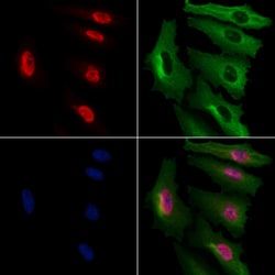 Invitrogen NIP7 Polyclonal Antibody 100 &mu;L; Unconjugated:Antibodies,