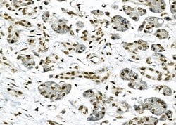 Invitrogen NKAP Polyclonal Antibody 100 &mu;L; Unconjugated:Antibodies,