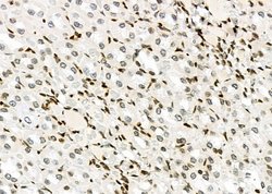Invitrogen NKAP Polyclonal Antibody 100 &mu;L; Unconjugated:Antibodies,