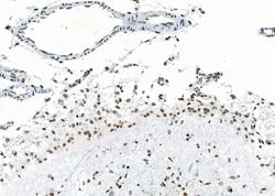 Invitrogen NKAP Polyclonal Antibody 100 &mu;L; Unconjugated:Antibodies,