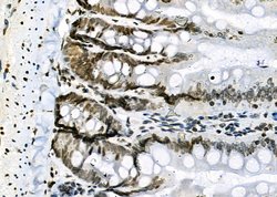 Invitrogen NKAP Polyclonal Antibody 100 &mu;L; Unconjugated:Antibodies,