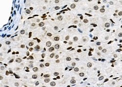 Invitrogen NKAP Polyclonal Antibody 100 &mu;L; Unconjugated:Antibodies,