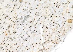 Invitrogen NKAP Polyclonal Antibody 100 &mu;L; Unconjugated:Antibodies,