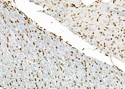 Invitrogen NKAP Polyclonal Antibody 100 &mu;L; Unconjugated:Antibodies,