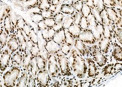 Invitrogen NKAP Polyclonal Antibody 100 &mu;L; Unconjugated:Antibodies,