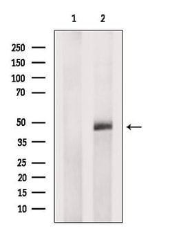 Invitrogen NKAP Polyclonal Antibody 100 &mu;L; Unconjugated:Antibodies,