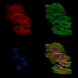Invitrogen NLRP3 Polyclonal Antibody 100 &mu;L; Unconjugated:Antibodies,