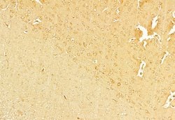 Invitrogen NLRP3 Polyclonal Antibody 100 &mu;L; Unconjugated:Antibodies,