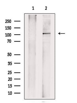 Invitrogen NLRP3 Polyclonal Antibody 100 &mu;L; Unconjugated:Antibodies,