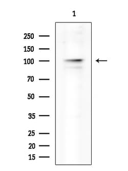 Invitrogen NLRP3 Polyclonal Antibody 100 &mu;L; Unconjugated:Antibodies,