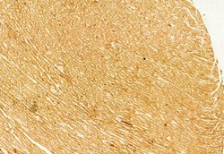 Invitrogen NLRP3 Polyclonal Antibody 100 &mu;L | Buy Online | Invitrogen&trade; | Fisher Scientific