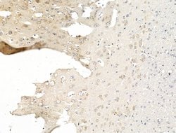Invitrogen NMNAT2 Polyclonal Antibody 100 &mu;L; Unconjugated:Antibodies,