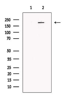 Invitrogen NOTCH4 Polyclonal Antibody 100 μL; Unconjugated:Antibodies,