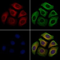 NPW Polyclonal Antibody:Antibodies, Polyclonal