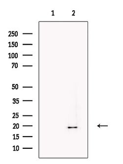 NPW Polyclonal Antibody:Antibodies, Polyclonal