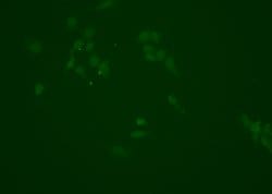 Invitrogen NQO1 Polyclonal Antibody 100 &mu;L; Unconjugated:Antibodies,