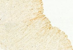 Invitrogen NQO1 Polyclonal Antibody 100 &mu;L; Unconjugated:Antibodies,