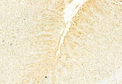 Invitrogen NQO1 Polyclonal Antibody 100 &mu;L; Unconjugated:Antibodies,