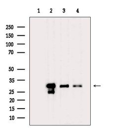 Invitrogen NQO1 Polyclonal Antibody 100 &mu;L; Unconjugated:Antibodies,