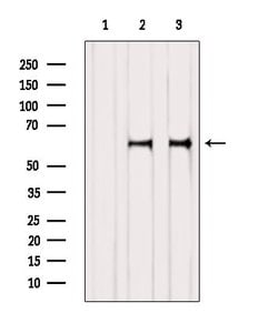 Invitrogen NOR-1 Polyclonal Antibody 100 &mu;L | Buy Online | Invitrogen&trade; | Fisher Scientific