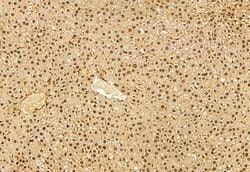 Invitrogen NSUN2 Polyclonal Antibody 100 &mu;L; Unconjugated:Antibodies,