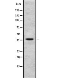 Invitrogen NUDC Polyclonal Antibody 100 &mu;L; Unconjugated:Antibodies,