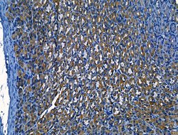 Invitrogen OLFM4 Polyclonal Antibody 100 &mu;L; Unconjugated:Antibodies,