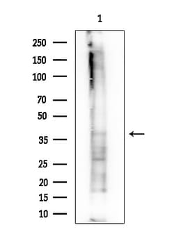Invitrogen OLIG1 Polyclonal Antibody 100 &mu;L; Unconjugated:Antibodies,
