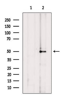 Invitrogen ORC4 Polyclonal Antibody 100 &mu;L | Buy Online | Invitrogen&trade; | Fisher Scientific