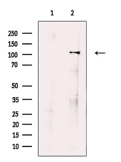 ORP1 Polyclonal Antibody 100 &mu;L | Buy Online | Thermo Scientific | Fisher Scientific