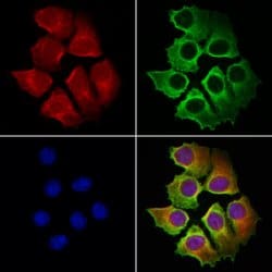 Invitrogen OSBP Polyclonal Antibody 100 &mu;L; Unconjugated:Antibodies,