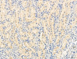 Invitrogen OSBP Polyclonal Antibody 100 &mu;L; Unconjugated:Antibodies,