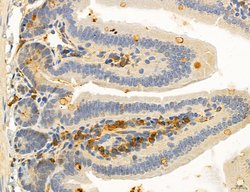 Invitrogen OSBP Polyclonal Antibody 100 &mu;L; Unconjugated:Antibodies,