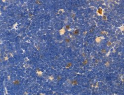 Invitrogen OSBP Polyclonal Antibody 100 &mu;L; Unconjugated:Antibodies,