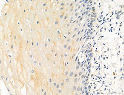 Invitrogen OSBP Polyclonal Antibody 100 &mu;L; Unconjugated:Antibodies,