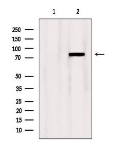 Invitrogen OSBP Polyclonal Antibody 100 &mu;L; Unconjugated:Antibodies,
