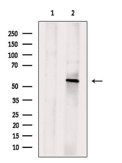 Invitrogen ORP2 Polyclonal Antibody 100 &mu;L; Unconjugated:Antibodies,