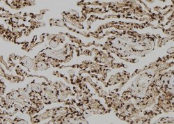 Invitrogen OTUB1 Polyclonal Antibody 100 &mu;L; Unconjugated:Antibodies,