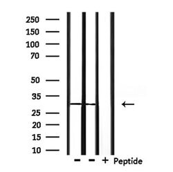 Invitrogen OTUB1 Polyclonal Antibody 100 &mu;L; Unconjugated:Antibodies,