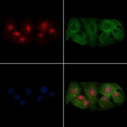 Invitrogen OVOL2 Polyclonal Antibody 100 μL; Unconjugated:Antibodies,