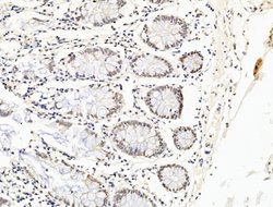 Invitrogen OVOL2 Polyclonal Antibody 100 μL; Unconjugated:Antibodies,