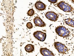Invitrogen OVOL2 Polyclonal Antibody 100 μL; Unconjugated:Antibodies,
