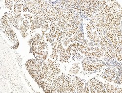 Invitrogen OVOL2 Polyclonal Antibody 100 μL; Unconjugated:Antibodies,