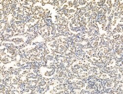 Invitrogen OVOL2 Polyclonal Antibody 100 μL; Unconjugated:Antibodies,