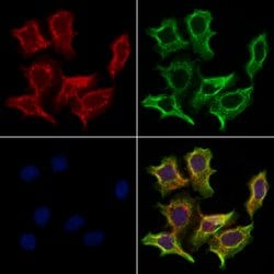 Invitrogen LPAR6 Polyclonal Antibody 100 &mu;L; Unconjugated:Antibodies,