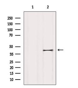 Invitrogen LPAR6 Polyclonal Antibody 100 &mu;L; Unconjugated:Antibodies,